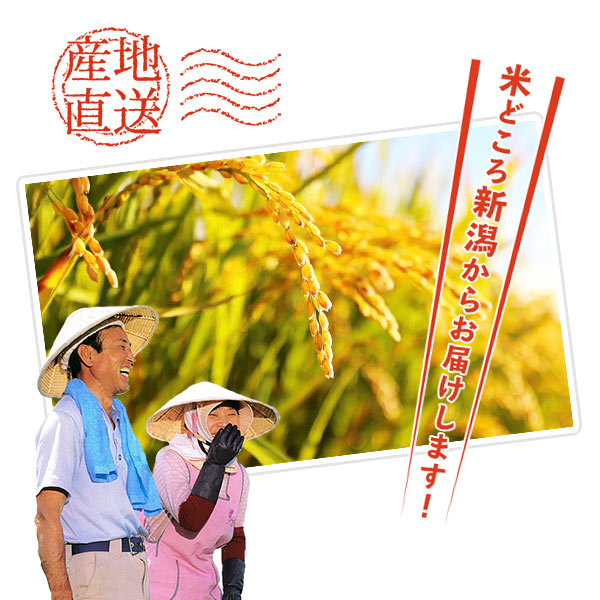 とれたて新米 10kg ゆきん子舞 お米 新潟県産 白米 令和4年産（本州：送料無料）