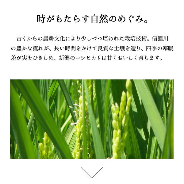 【限定20セット特別価格】新米 10kg 新潟県産コシヒカリ お米 5kg×2袋