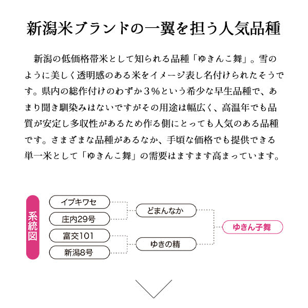 とれたて新米 10kg ゆきん子舞 お米 新潟県産 白米 令和4年産（本州：送料無料）