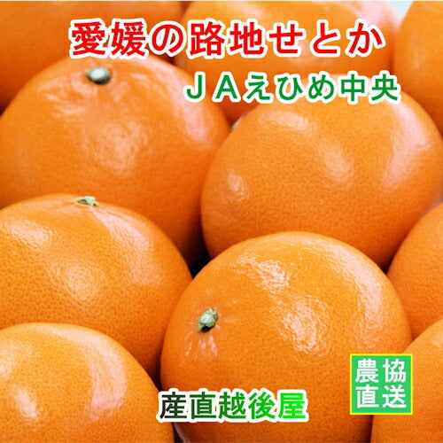 【みかん せとか 愛媛県 送料無料】愛媛県の農協 JAえひめ中央 愛媛の露地栽培せとか 5kg農協産地直送便でお届け【ギフト 贈り物 プレゼント】