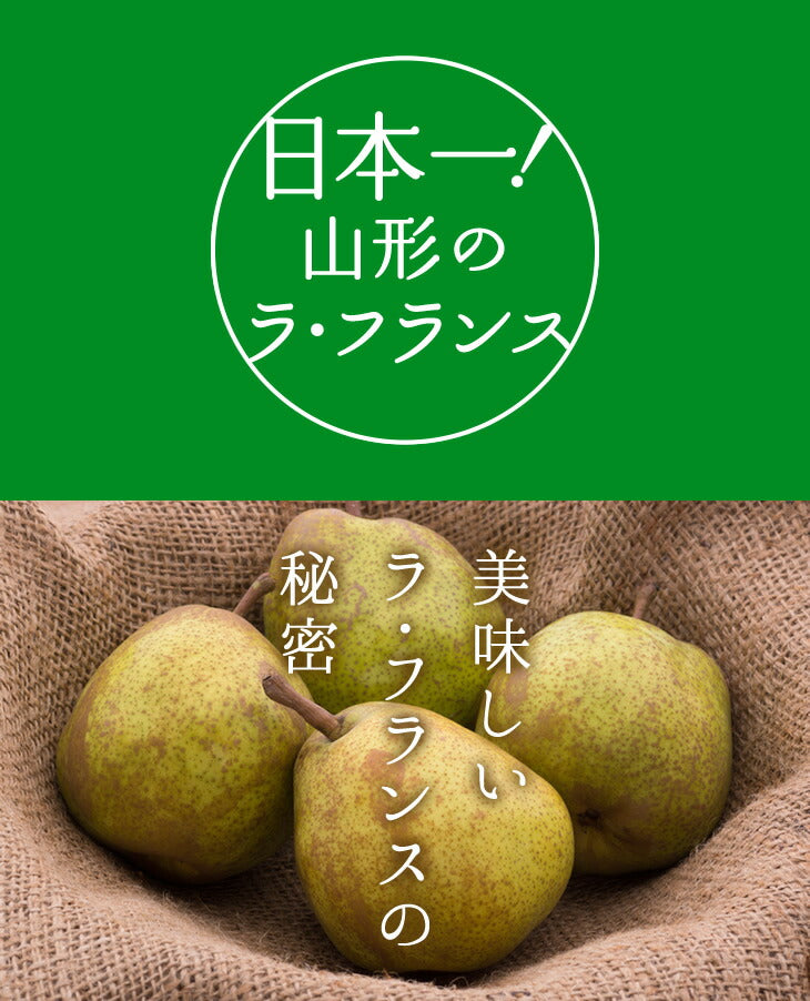 予約商品 山形県産サンふじりんご6玉&ラフランス4玉セット約3kg 秀品 ※一部地域は別途送料追加 お歳暮 秀品 ap28