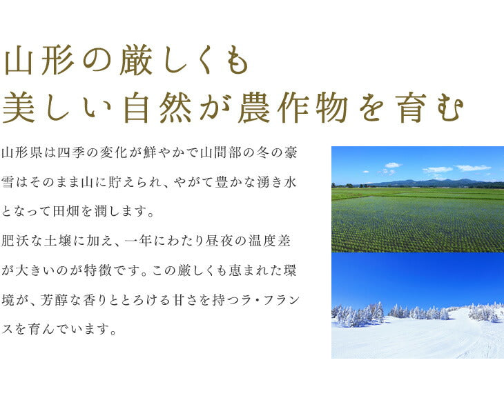 【2/28までに発送予定】【ご新規さんとシェア買い】訳あり 果物 ラフランス 山形県産 約5kg(玉数おまかせ) 送料無料 一部地域は別途送料追加 フルーツ rf21