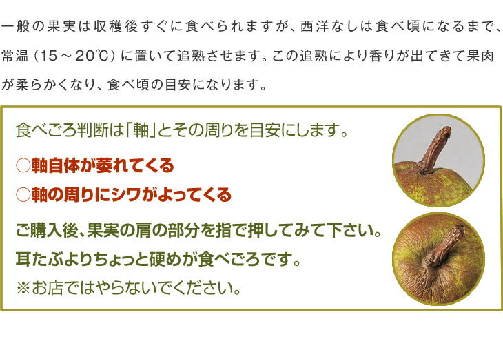 果物 ギフト 送料無料 山形県産 洋梨 ラフランス 約1.5kg(2L〜L・6玉入り) のし対応 お歳暮 ※一部地域は別途送料追加 rf17