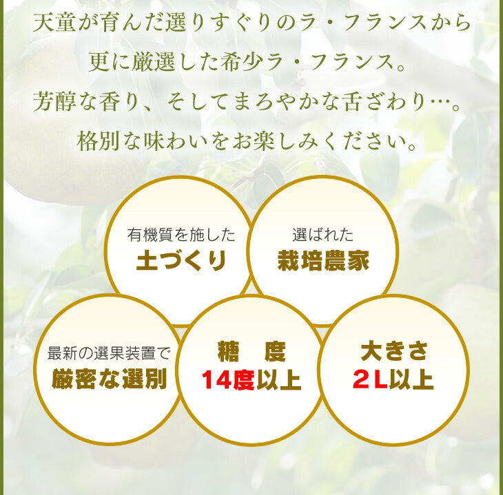 果物 ギフト 送料無料 山形県産 洋梨 ラフランス 約1.5kg(2L〜L・6玉入り) のし対応 お歳暮 ※一部地域は別途送料追加 rf17