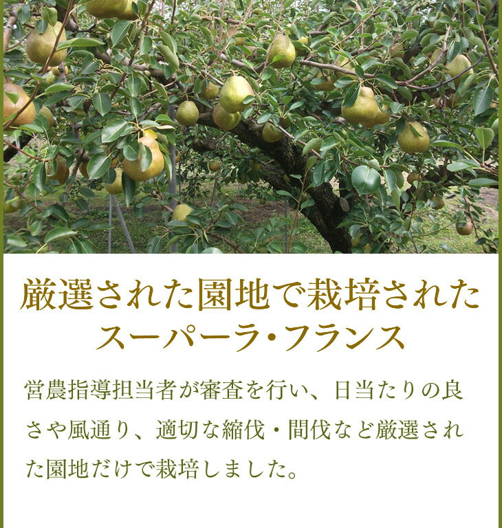予約商品 ギフト 送料無料山形県天童産洋梨スーパーラフランス約5kg(2L〜4L・16〜18玉入り)【のし対応】【お年賀】【送料無料】※九州・沖縄・一部離島を除く rf16