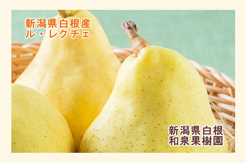 【フルーツ 梨 洋梨 ルレクチェ 送料無料】新潟県白根 梨栽培農家 和泉果樹園有機質肥料栽培 ルレクチェ 3kg(6個～9個）家庭用梨【ル・レクチェ 梨 ギフト プレゼント】