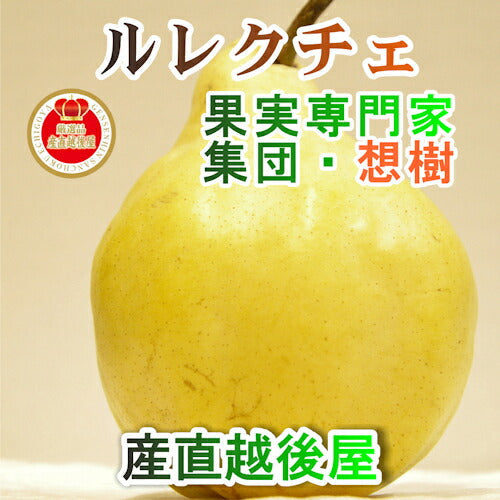 【フルーツ 洋梨 ルレクチェ 送料無料】新潟県 三条果実専門家集団 想樹樹上完熟 ルレクチェ 2kg（4個～6個）贈答用【ル・レクチェ 梨 果実 贈答品 ギフト】