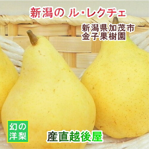 【フルーツ 洋梨 ル・レクチェ 送料無料】新潟県 加茂市 金子果樹園新潟の幻の梨 ル・レクチェ 4kg（13個)厳選した洋梨 化粧箱入り【お取り寄せ なし 果実 贈答品 ギフト】