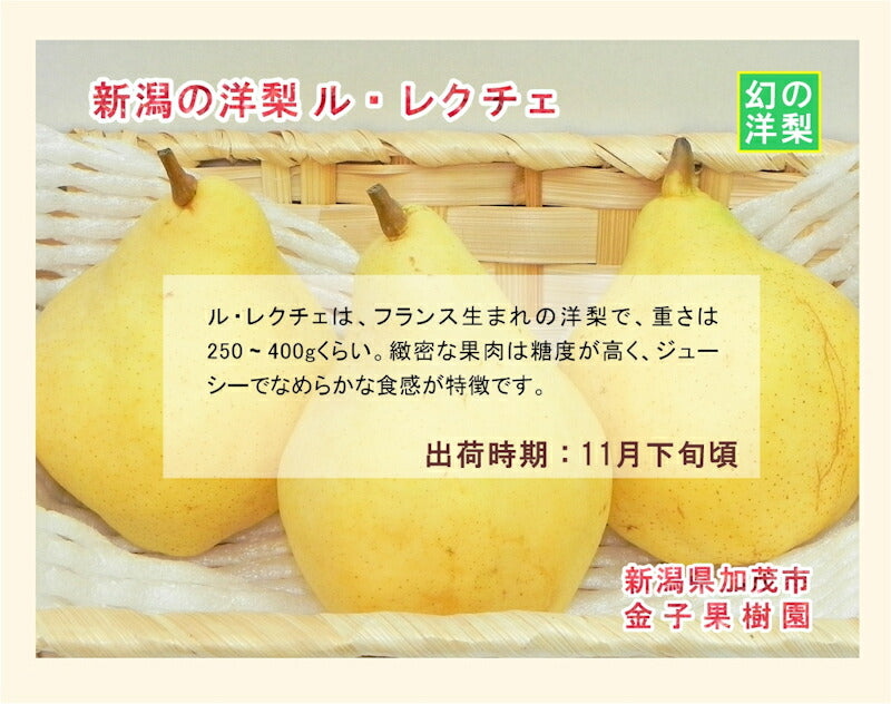【フルーツ 洋梨 ル・レクチェ 送料無料】新潟県 加茂市 金子果樹園新潟の幻の梨 ル・レクチェ 2kg（5～7個)お得な家庭用になります。【お取り寄せ なし 果実 贈答品 ギフト】