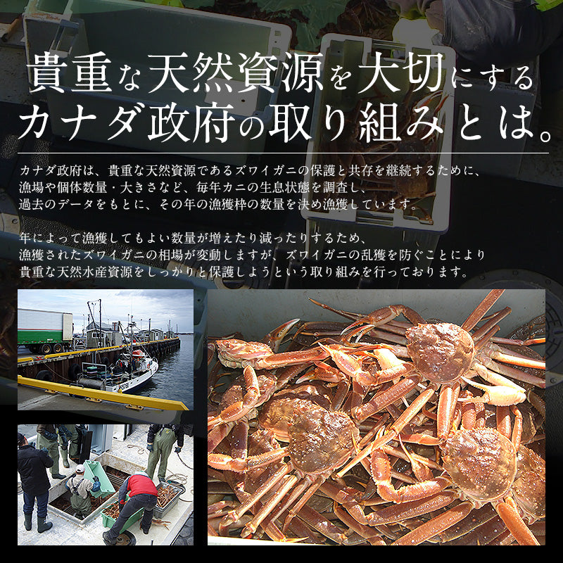 3kg 訳ありズワイガニ姿
