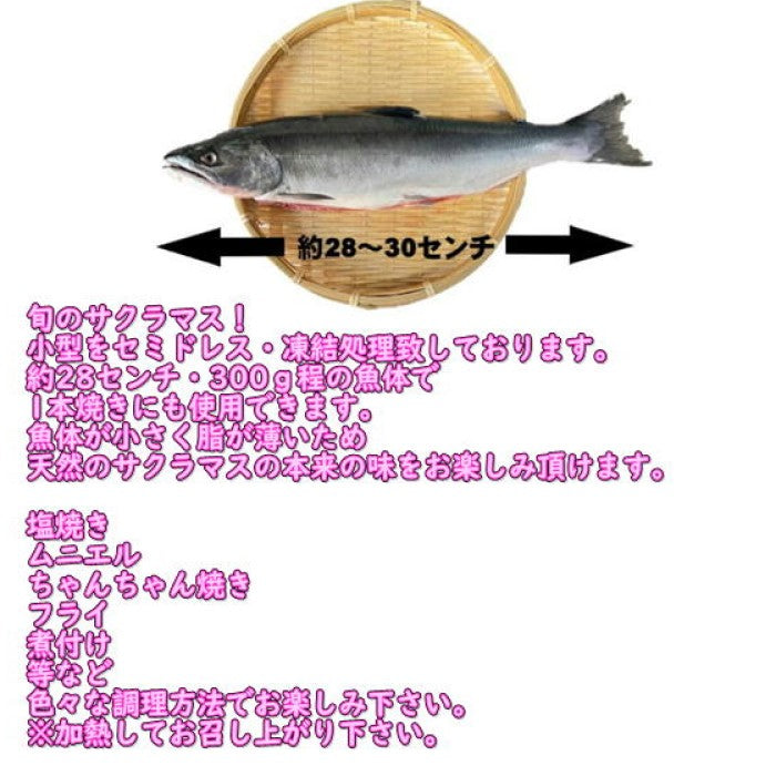 【旬食材！】サクラマス　1本（約300ｇ前後サイズ）　小型　北海道産　冷凍　エラ・腹除去処理済みなので使いやすい！　セミドレス　加熱用　桜鱒　本鱒　母の日　父の日　お中元　お歳暮　フードロス　鱒　ます　マス　鮭鱒