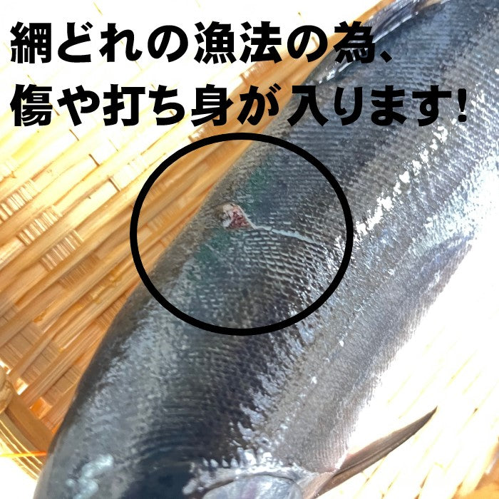 【旬食材！】サクラマス　1本（約300ｇ前後サイズ）　小型　北海道産　冷凍　エラ・腹除去処理済みなので使いやすい！　セミドレス　加熱用　桜鱒　本鱒　母の日　父の日　お中元　お歳暮　フードロス　鱒　ます　マス　鮭鱒