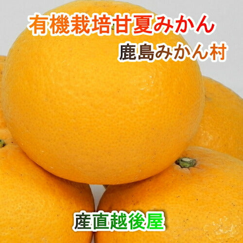 【フルーツ みかん 有機栽培 甘夏】佐賀県 鹿島市 有機みかん佐藤農場有機栽培 甘夏 2.5kg採りたてを農園から産地直送 送料無料【ミカン 果実 ギフト 無農薬栽培】