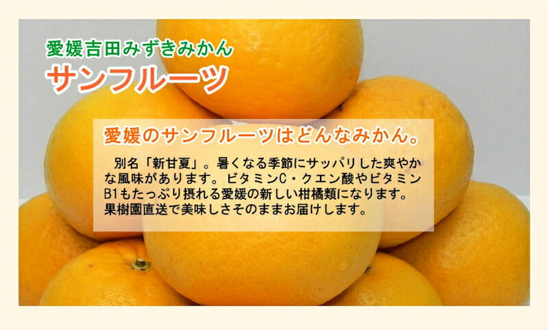 【フルーツ みかん サンフルーツ 】愛媛県宇和島市 吉田町吉田みかん農家 土山みずき愛媛のサンフルーツ（新甘夏）贈答用 10kgみかん農家から産地直送送料無料【果物 贈答品 ギフト】