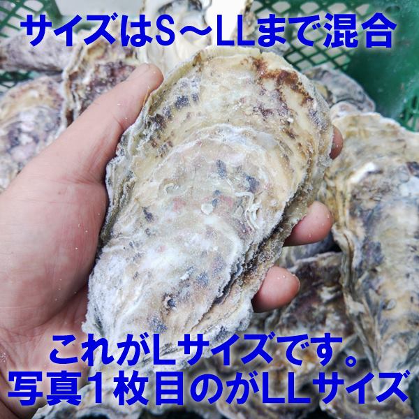 デカい牡蠣 殻付き 牡蠣 ３年牡蠣 ３ｋｇ 冷凍便 送料無料！３キロ 宮城県産 殻付き牡蠣 殻付き 殻付 カキ 加熱用 松島牡蠣屋 無選別牡蠣 牡蛎 ＢＢＱ バーベキュー食材 海産物 牡蠣通販 「３年牡蠣 ３ｋｇ」【80】