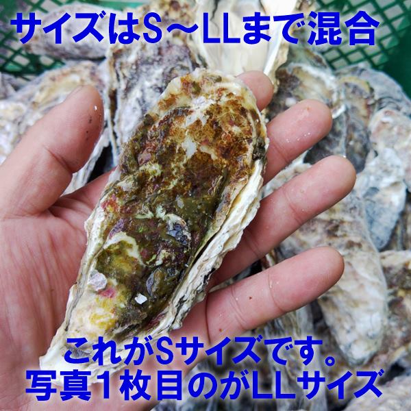 デカい牡蠣 殻付き 牡蠣 ３年牡蠣 ３ｋｇ 冷凍便 送料無料！３キロ 宮城県産 殻付き牡蠣 殻付き 殻付 カキ 加熱用 松島牡蠣屋 無選別牡蠣 牡蛎 ＢＢＱ バーベキュー食材 海産物 牡蠣通販 「３年牡蠣 ３ｋｇ」【80】