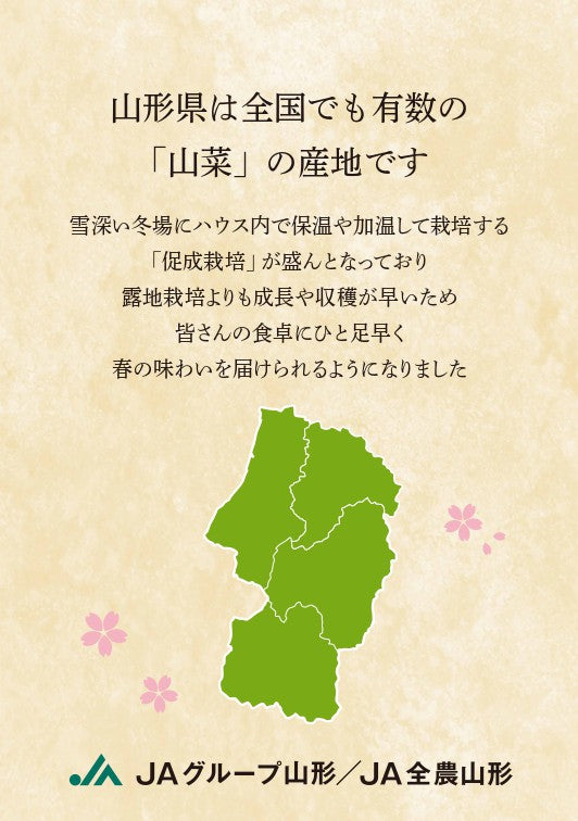 【予約商品】やまがた山菜セット 送料無料※一部地域は別途送料