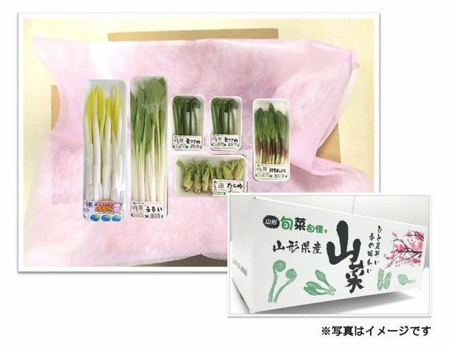 【予約商品】やまがた山菜セット 送料無料※一部地域は別途送料
