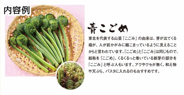【予約商品】やまがた山菜セット 送料無料※一部地域は別途送料