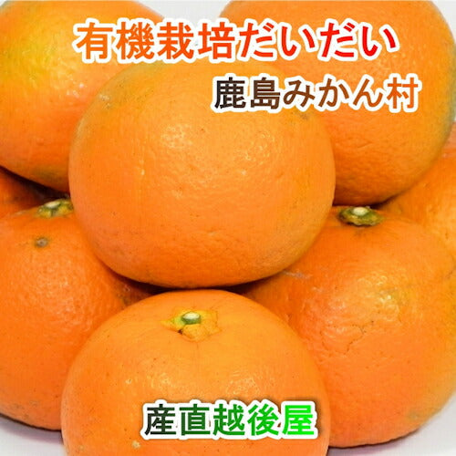【フルーツ 柑橘類 有機栽培だいだい】佐賀県 鹿島市 有機みかん佐藤農場有機転換栽培 だいだい 9kg採りたてを農園から産地直送 送料無料【柑橘類 果実 ギフト 無農薬栽培】