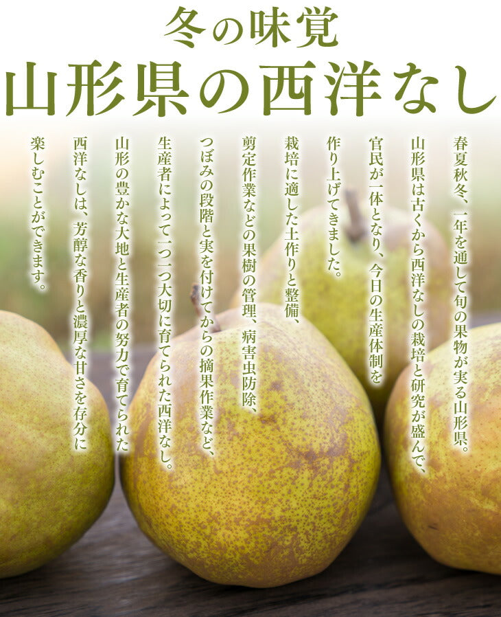 【訳ありお買い得品】山形県産西洋梨バラード約3kg(8-12玉)【送料無料】※一部地域は別途送料追加