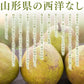 【西洋梨】山形県産 オーロラ 約1.5kg(５玉入)【送料無料】※一部地域は別途送料追加
