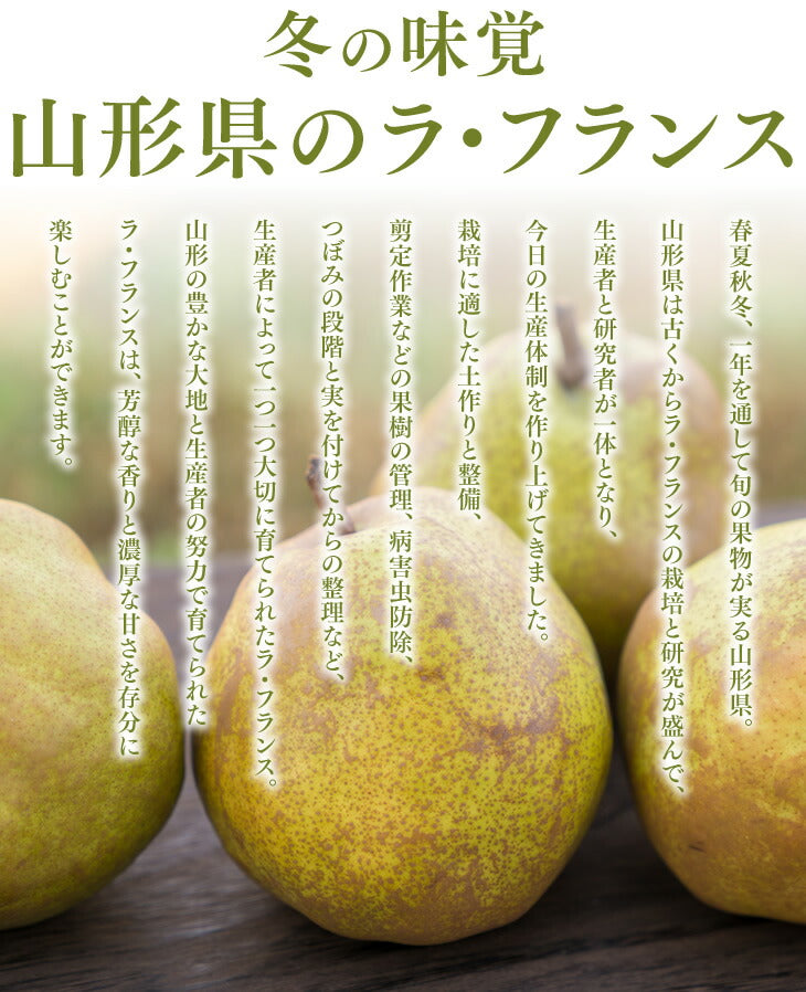 【訳あり】山形県産洋梨ゴールドラフランス約5kg(玉数おまかせ)【送料無料】※北海道・九州・沖縄・一部離島を除く