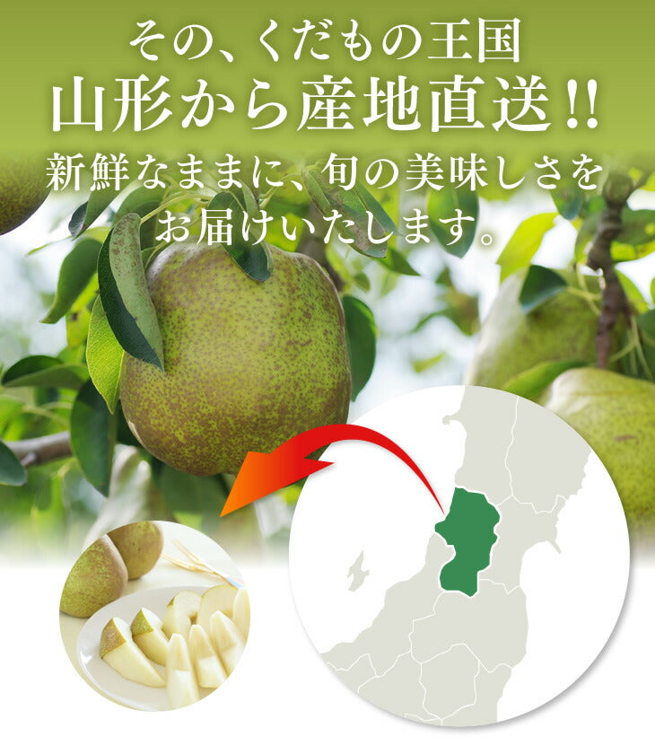 【訳ありお買い得品★西洋梨】山形県産オーロラ約3kg(玉数おまかせ)【送料無料】※一部地域は別途送料追加