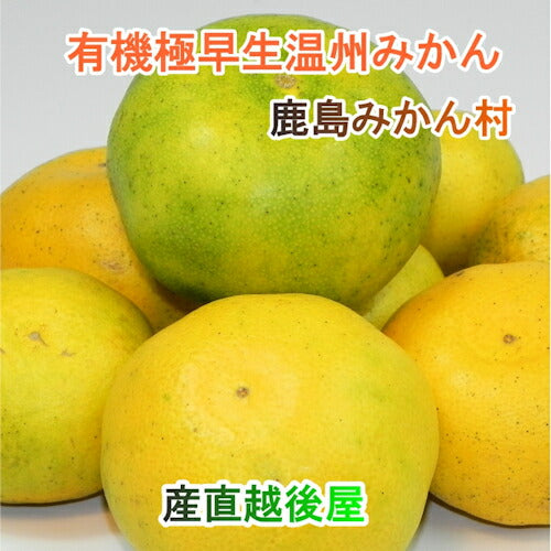 【フルーツ みかん 有機栽培みかん】佐賀県 鹿島市 有機みかん佐藤農場有機転換栽培 極早生温州みかん 10kg採りたてを農園から産地直送 送料無料【ミカン 果実 ギフト 無農薬栽培】