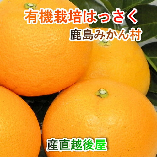 【フルーツ みかん 有機栽培 はっさく】佐賀県 鹿島市 有機みかん佐藤農場有機転換栽培 はっさく 5kg採りたてを農園から産地直送送料無料【ミカン 果実 ギフト 無農薬栽培】