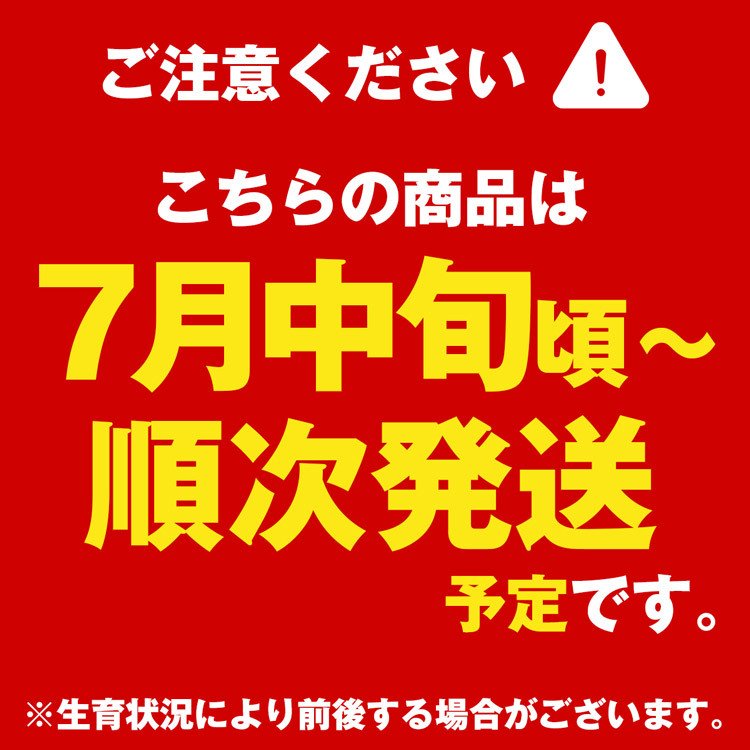 【50人シェア買い企画】マンゴー 沖縄 完熟マンゴー 良品 1kg 2〜3玉 糖度14度選果 今帰仁村 産地直送 あけのフルーツ アップルマンゴー