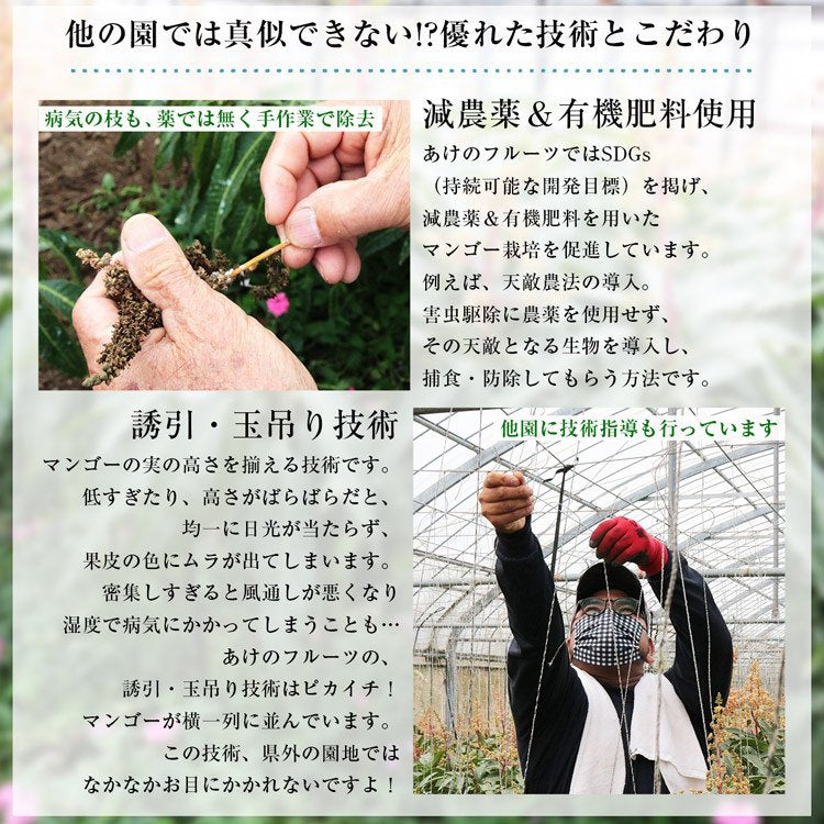 【50人シェア買い企画】マンゴー 沖縄 完熟マンゴー 良品 1kg 2〜3玉 糖度14度選果 今帰仁村 産地直送 あけのフルーツ アップルマンゴー