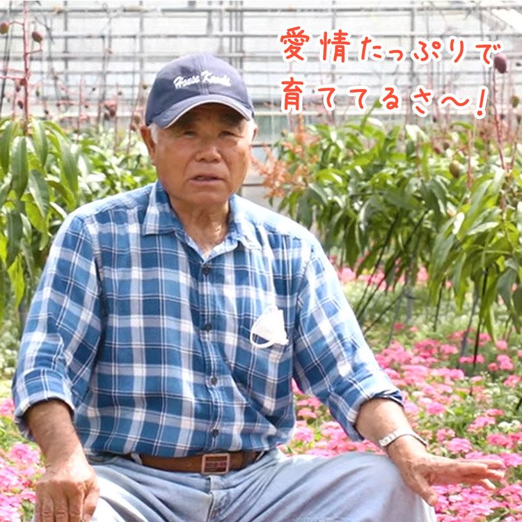 【50人シェア買い企画】マンゴー 沖縄 完熟マンゴー 良品 1kg 2〜3玉 糖度14度選果 今帰仁村 産地直送 あけのフルーツ アップルマンゴー