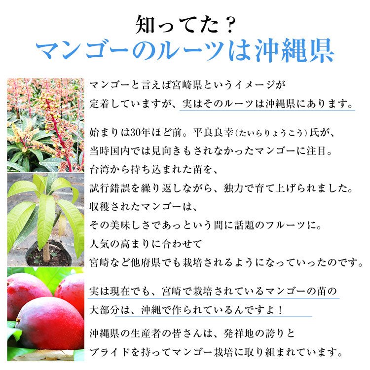 【50人シェア買い企画】マンゴー 沖縄 完熟マンゴー 良品 1kg 2〜3玉 糖度14度選果 今帰仁村 産地直送 あけのフルーツ アップルマンゴー