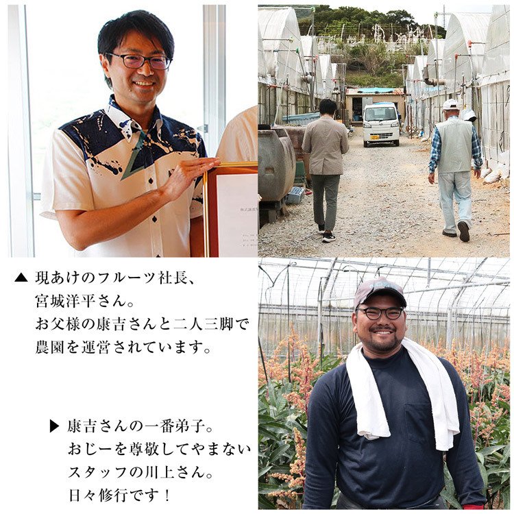 【50人シェア買い企画】マンゴー 沖縄 完熟マンゴー 良品 1kg 2〜3玉 糖度14度選果 今帰仁村 産地直送 あけのフルーツ アップルマンゴー