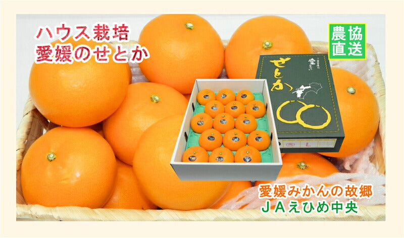 【みかん せとか 愛媛県 送料無料】愛媛県の農協 JAえひめ中央 愛媛のハウス栽培せとか 2.7kg農協産地直送便でお届け【ギフト 贈り物 プレゼント】