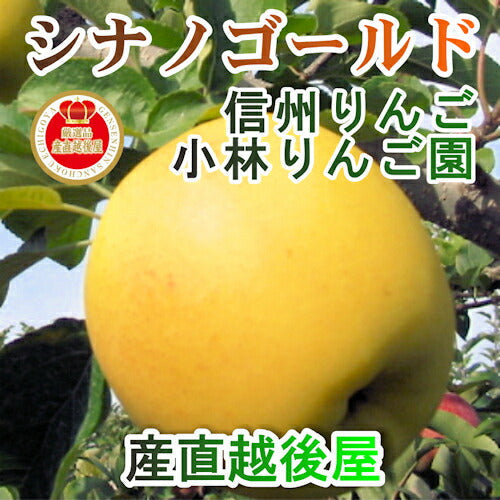 【フルーツ りんご 信州りんご】長野県佐久市 小林りんご園樹上完熟信州りんご シナノゴールド 3kg（7玉～12玉）長野県認定 エコファーマー農園送料無料【リンゴ 果物 贈答品 ギフト】