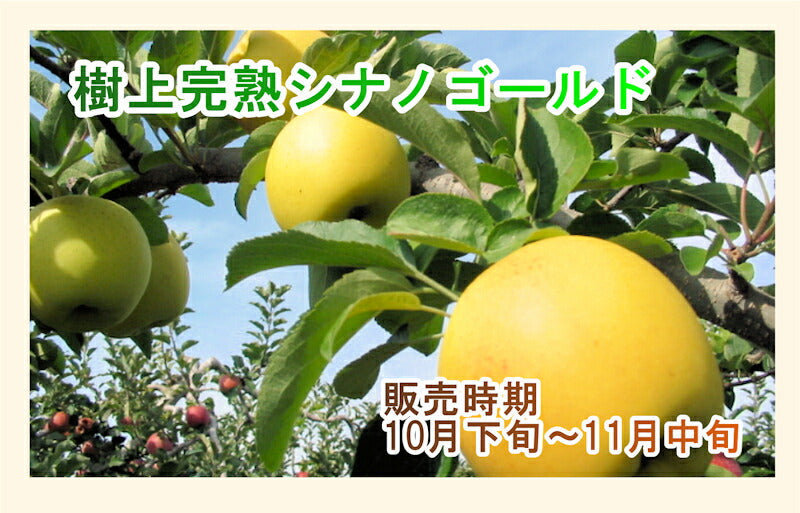 【フルーツ りんご 信州りんご】長野県佐久市 小林りんご園樹上完熟信州りんご シナノゴールド 5kg（12玉～20玉）長野県認定 エコファーマー農園送料無料【リンゴ 果物 贈答品 ギフト】