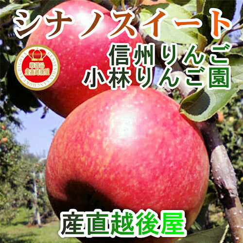 【フルーツ りんご 信州りんご】長野県佐久市 小林りんご園樹上完熟信州りんご シナノスイート 5kg（12玉～20玉）長野県認定 エコファーマー農園送料無料【リンゴ 果物 贈答品 ギフト】