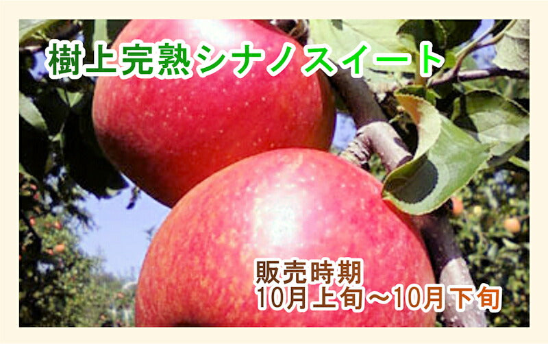 【フルーツ りんご 信州りんご】長野県佐久市 小林りんご園樹上完熟信州りんご シナノスイート 3kg（7玉～12玉）長野県認定 エコファーマー農園送料無料【リンゴ 果物 贈答品 ギフト】