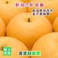 【フルーツ 和梨 新興梨 送料無料】新潟県 加茂市 金子果樹園新潟の樹上完熟梨 新興梨 3kg（6～8個)厳選した梨 化粧箱入り【お取り寄せ なし 果実 贈答品 ギフト】