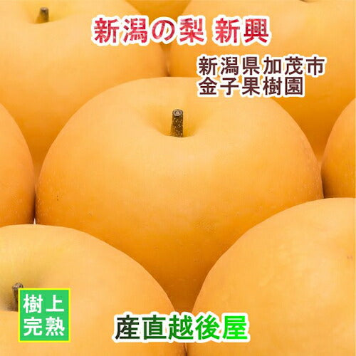 【フルーツ 和梨 新興梨 送料無料】新潟県 加茂市 金子果樹園新潟の樹上完熟梨 新興梨 3kg（6～8個)厳選した梨 化粧箱入り【お取り寄せ なし 果実 贈答品 ギフト】