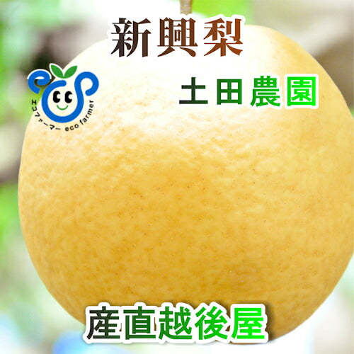 【フルーツ 梨 和梨 新興 送料無料】新潟県 エコファーマー認定農園 土田農園 有機栽培 新興梨 贈答用 10kg(14個～18個）樹上完熟梨【なし 贈答品 プレゼント】