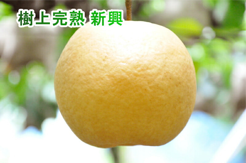 【フルーツ 梨 和梨 新興 送料無料】新潟県 エコファーマー認定農園 土田農園 有機栽培 新興梨 家庭用 5kg(7個～9個）樹上完熟梨【なし 贈答品 プレゼント】