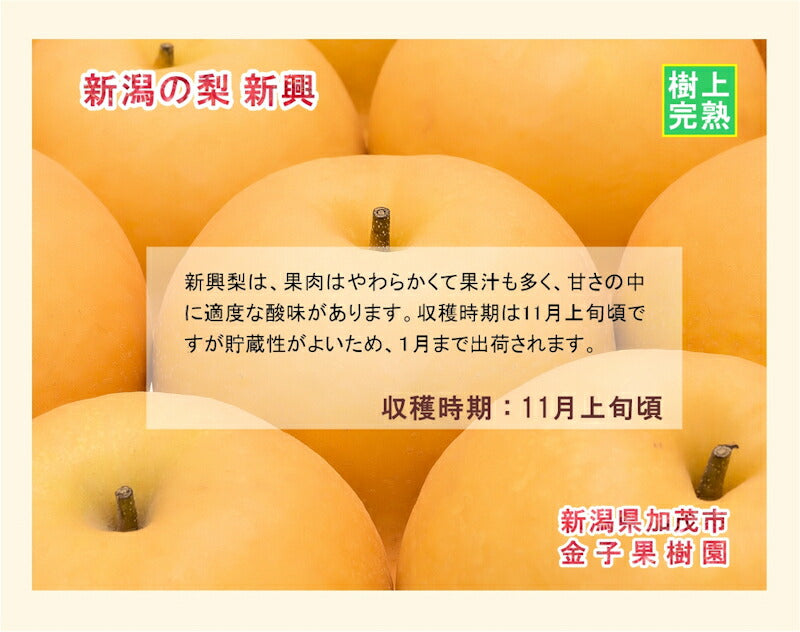 【フルーツ 和梨 新興梨 送料無料】新潟県 加茂市 金子果樹園新潟の樹上完熟梨 新興梨 3kg（6～8個)厳選した梨 化粧箱入り【お取り寄せ なし 果実 贈答品 ギフト】