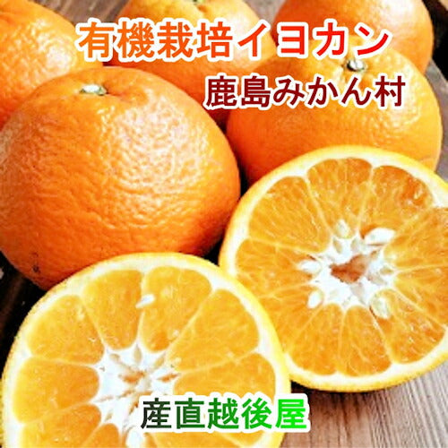 【フルーツ みかん 有機栽培 いよかん】佐賀県 鹿島市 有機みかん佐藤農場有機栽培 いよかん 10kg採りたてを農園から産地直送送料無料【ミカン 果実 ギフト 無農薬栽培】