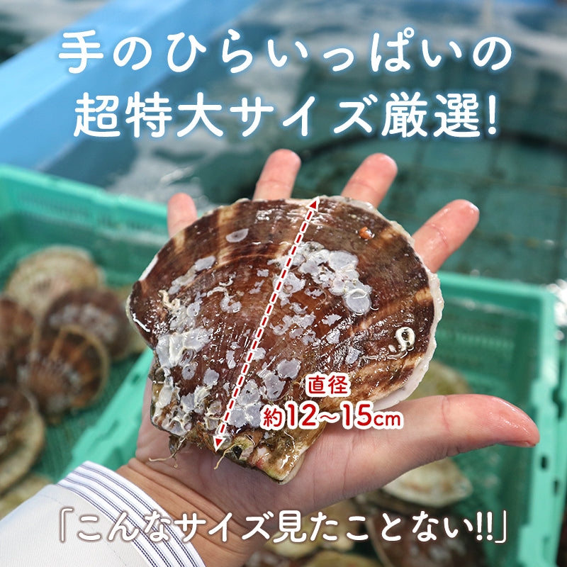 【50%OFF！限定30セット】2kg 青森県産活ホタテ【ブラックフライデー・サイバマンデー特別価格】