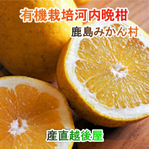 【フルーツ みかん 有機河内晩柑】佐賀県 鹿島市 有機みかん佐藤農場有機河内晩柑 2.5kg採りたてを農園から産地直送送料無料【ミカン 果実 ギフト 無農薬栽培】