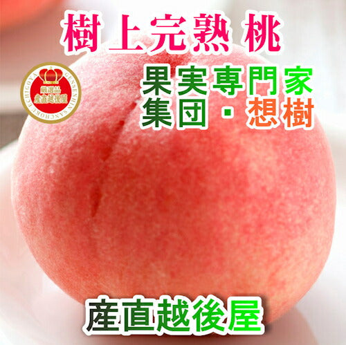 【フルーツ もも 桃 完熟桃 送料無料】新潟県 三条果実専門家集団 想樹樹上完熟厳選もも 3kg（9～12個)【お取り寄せ モモ 果実 贈答品 ギフト】