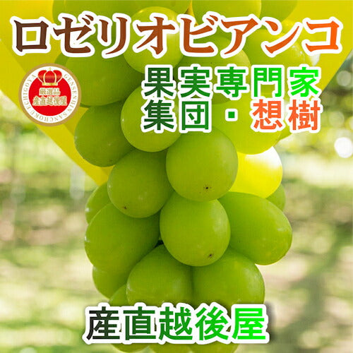 【フルーツ ブドウ ロザリオビアンコ】新潟県 三条果実専門家集団 想樹樹上完熟 ロザリオビアンコ 1房（500g～700g）送料無料【ブドウ 果実 贈答品 ギフト】